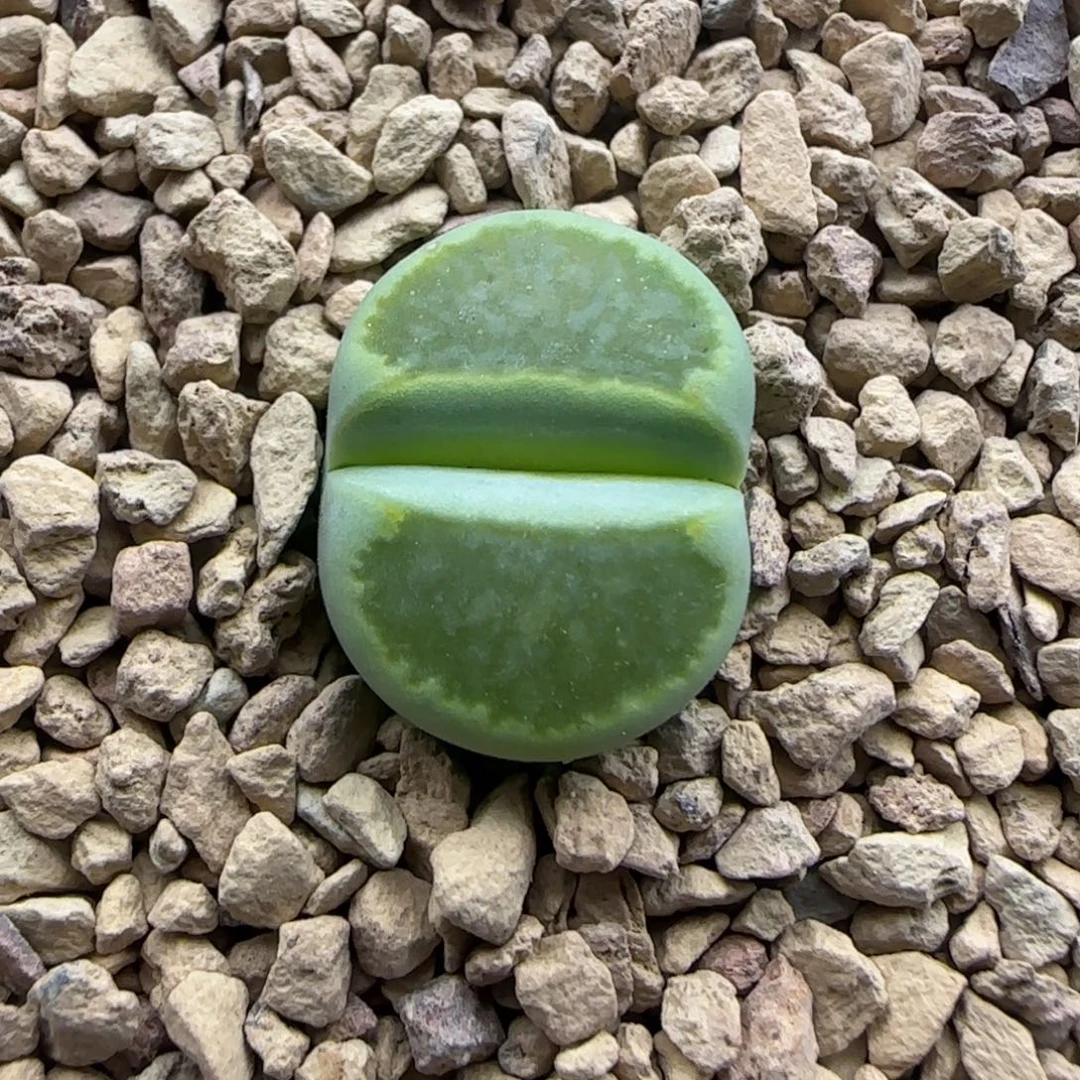 635 生石花大棚直播