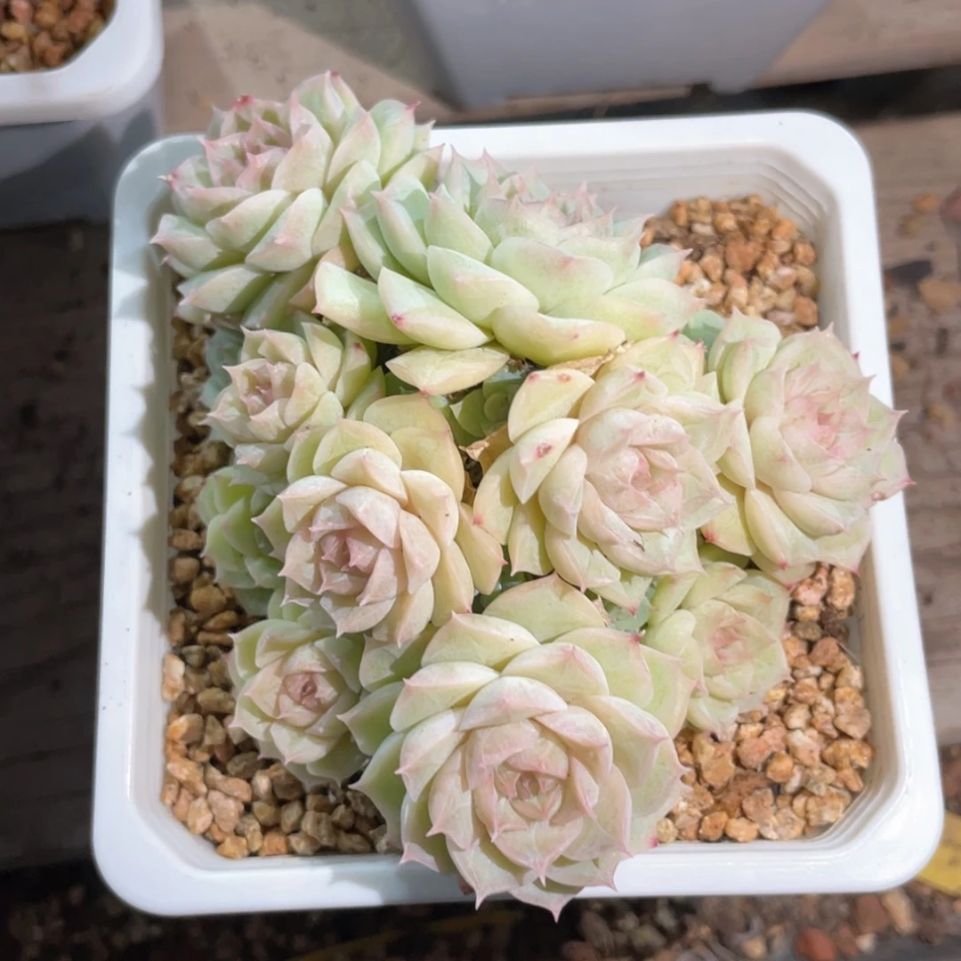 优选女王福利1304