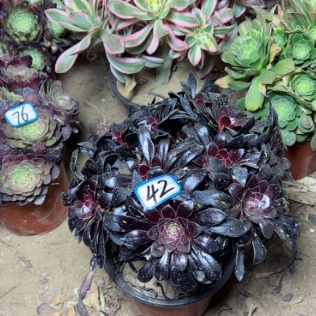 【闪购商品】?****?多肉植物墨法师42