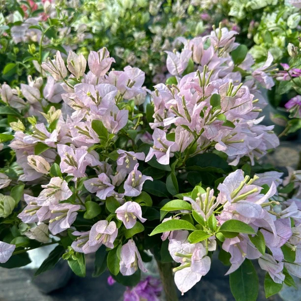 【新疆包邮】苹果花三角梅