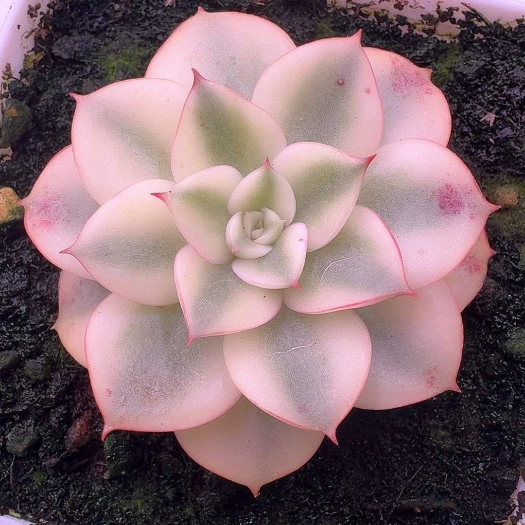 斗牛士锦多肉植物