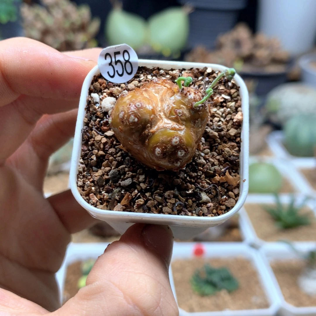 358园艺格加厚敦菊