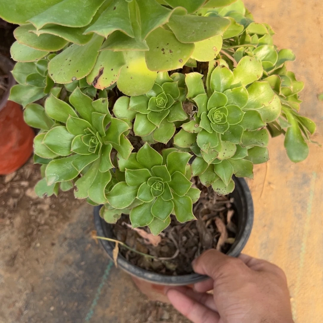 风***暖732大叶绿玫瑰多肉植物