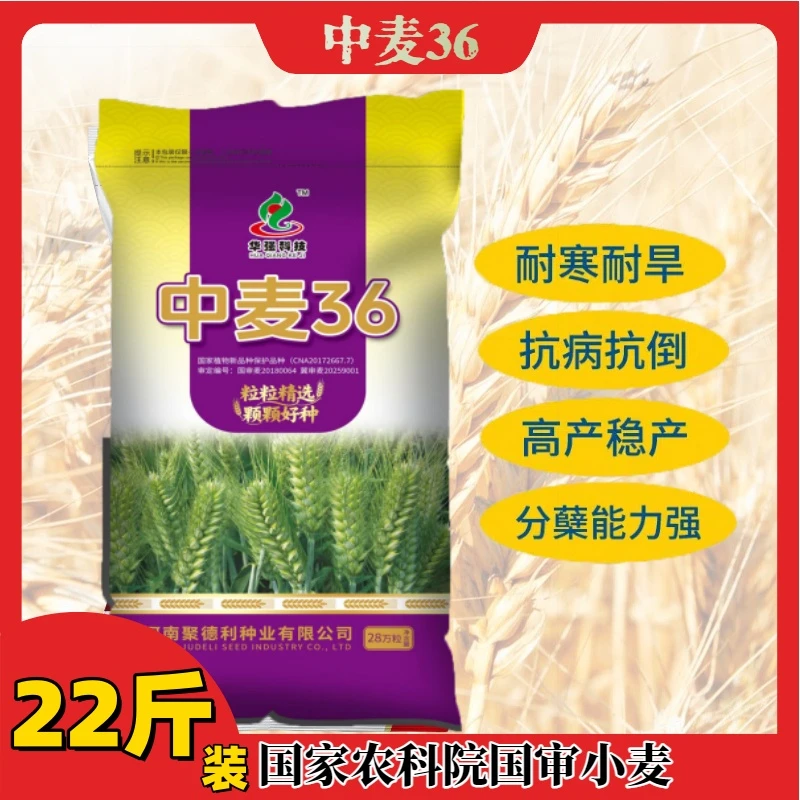 国审中麦36高产小麦批发种子饱满种植长势稳产抗倒伏抗冻耐寒耐旱