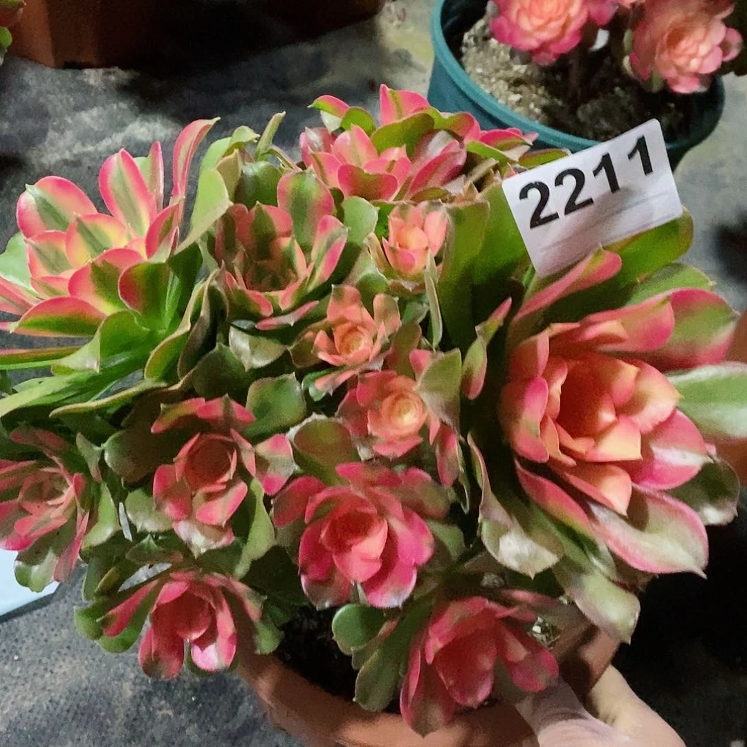 红陶2211香妃妖，4多肉