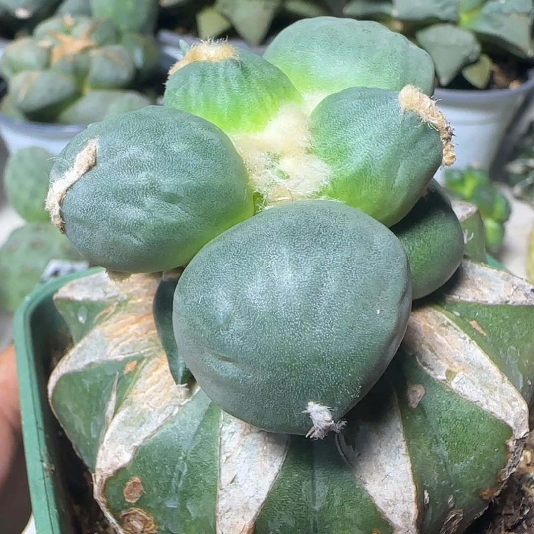 【闪购商品】无花朵乒乓球光面达摩596