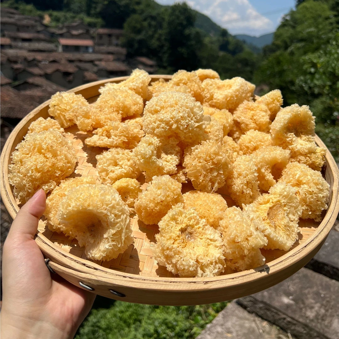 5月22 高山 农家 椴木小银耳