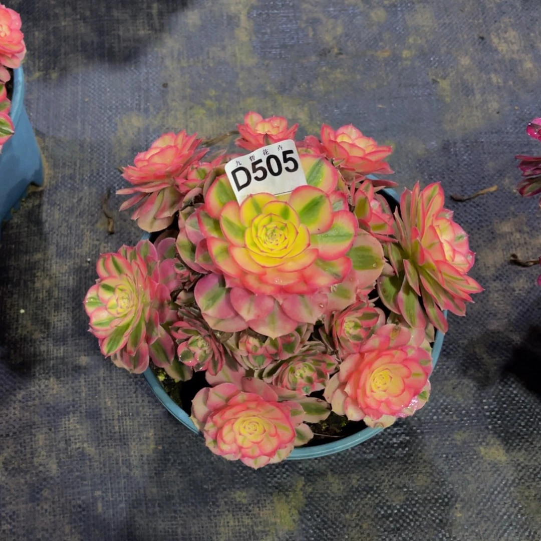 50500倾城福利可以拍