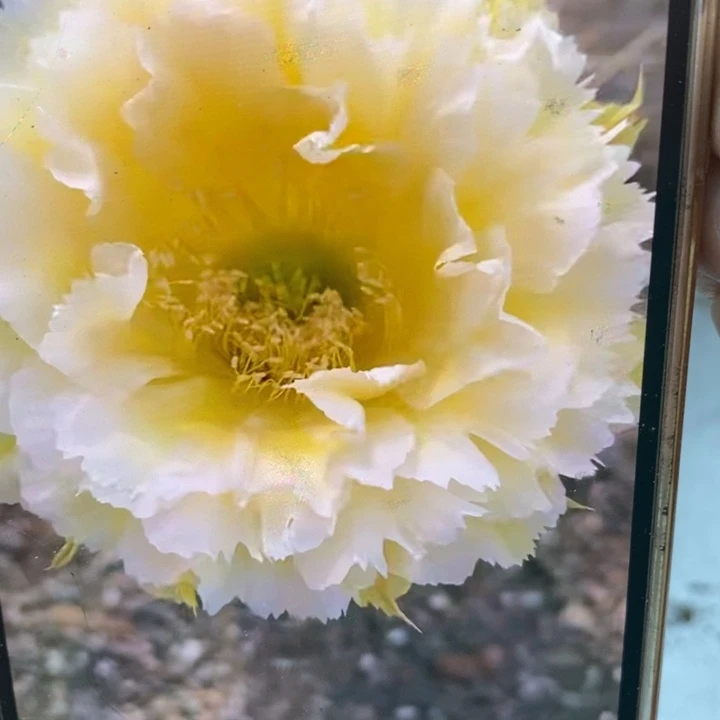 彩草黄牡丹8公分左右瑕疵