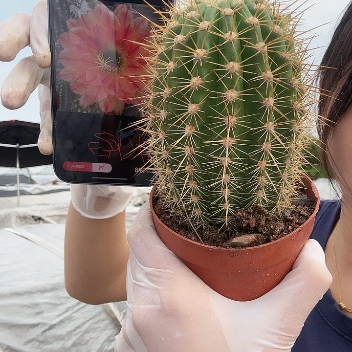 火焰魔术毛花柱111111111