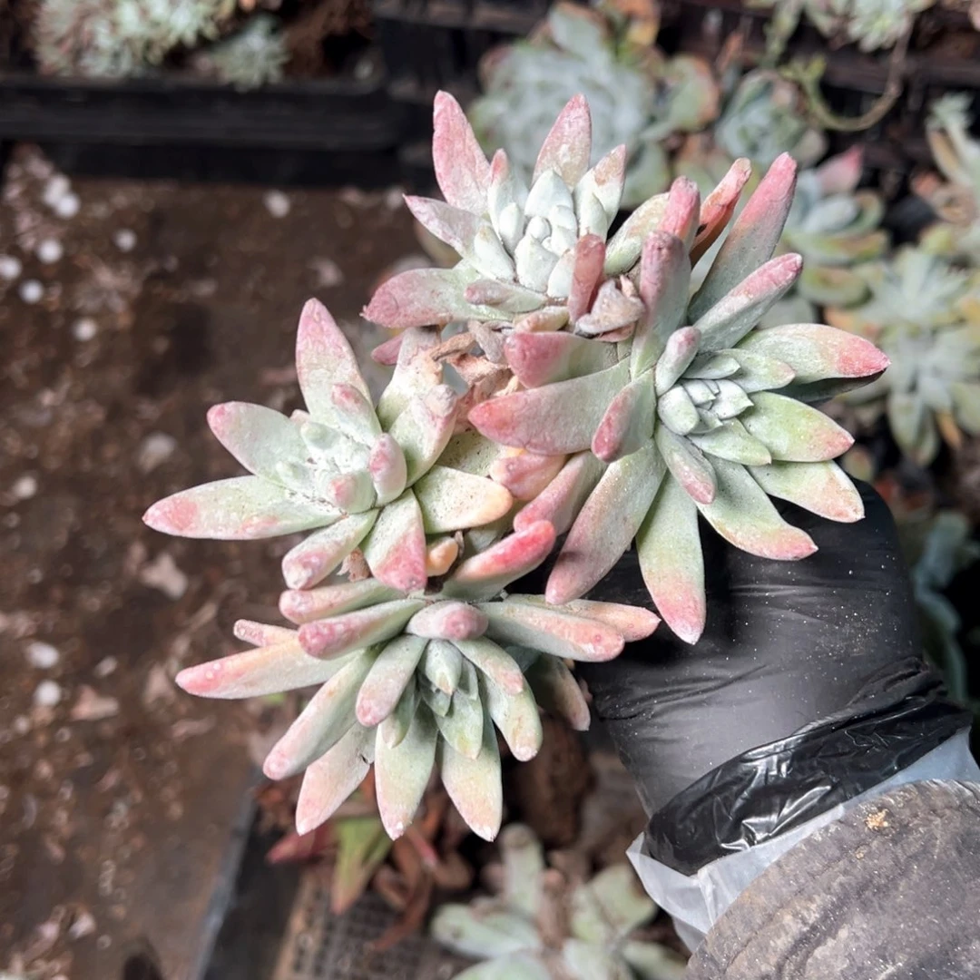 6905哈哈哈哈哈哈哈哈