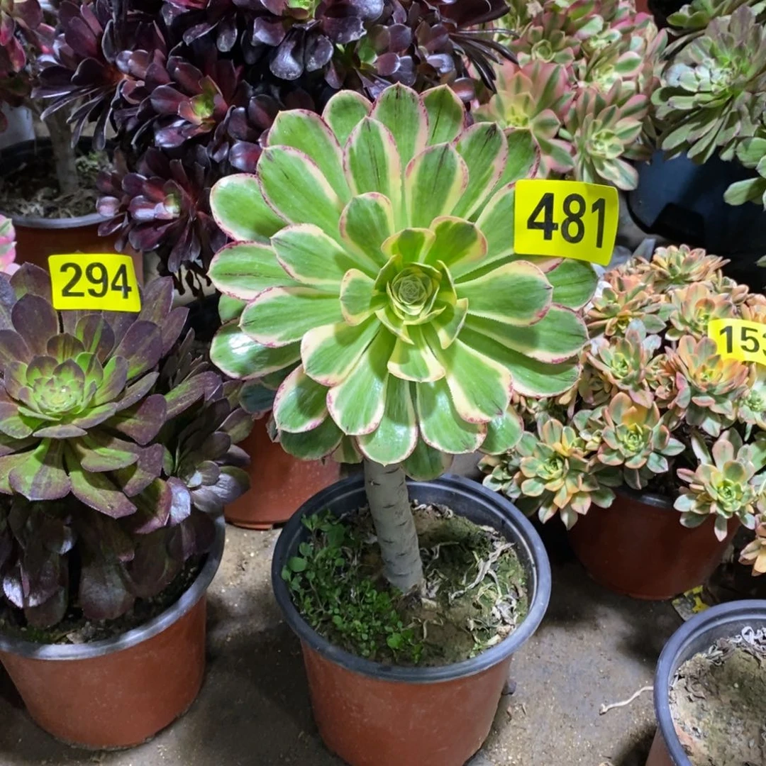 嗯****?微锦锦多肉法师481