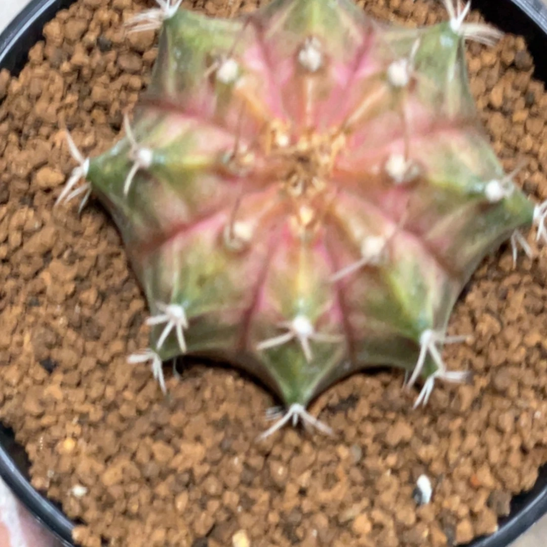 当前无花朵，栽培后可花朵粉轮回18