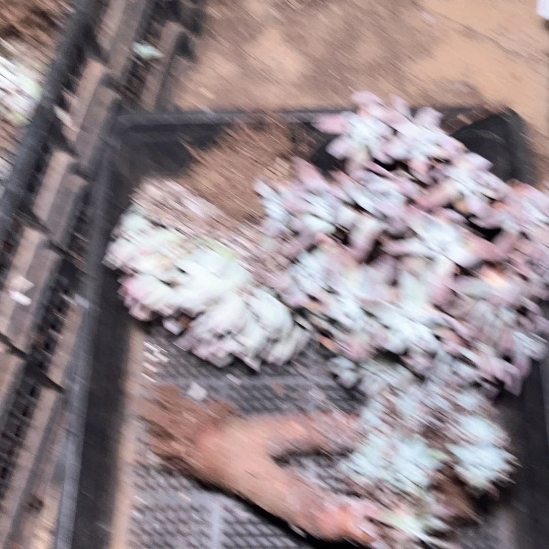 6140瑕疵处理一筐多肉