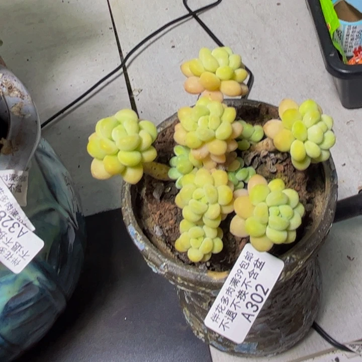 洛可可302/7cm多肉