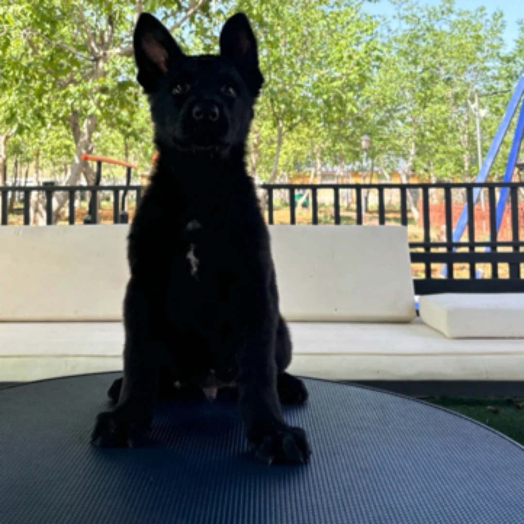 【戴斯名犬】东德牧羊犬 活体 狗狗