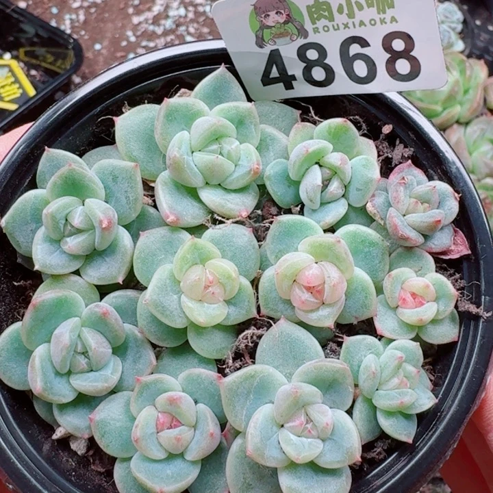 多肉植物多肉植物