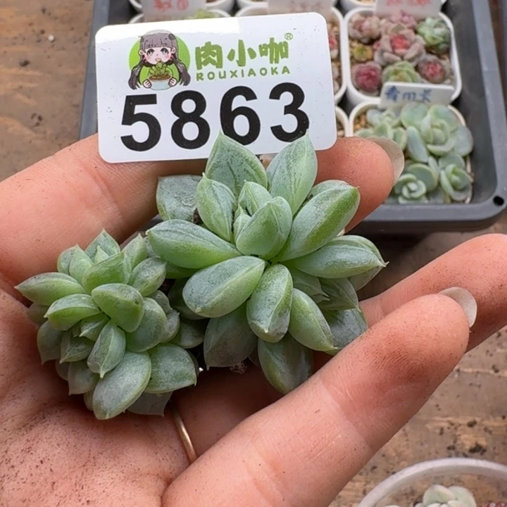 玲*多肉植物多肉植物