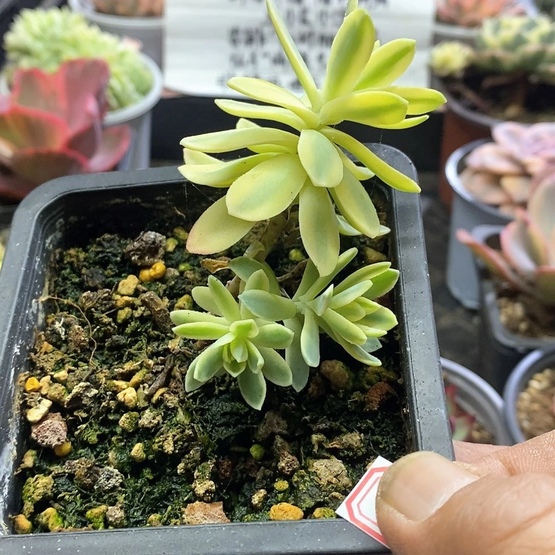 2032薄化妆宽腹轮锦多肉