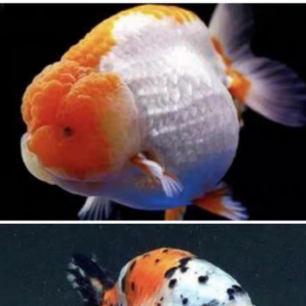 观赏鱼兰寿泰狮金鱼活体冷水鱼易养