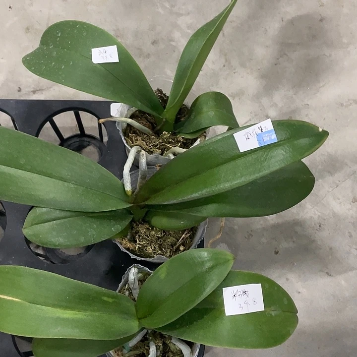 完全开放处理粉曼➕威尼斯➕云朵3颗不售后