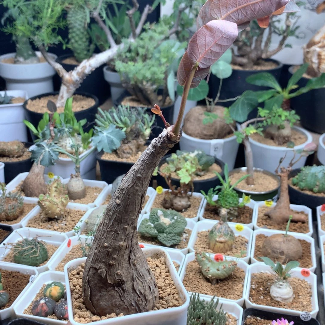 奇异油柑带盆多肉4.4cm