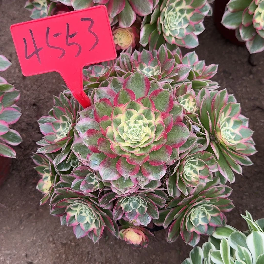 4553海仙多肉法师