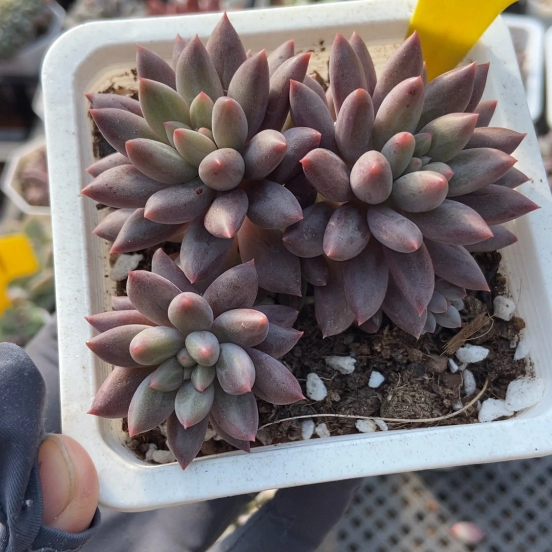 1864车厘子多肉植物