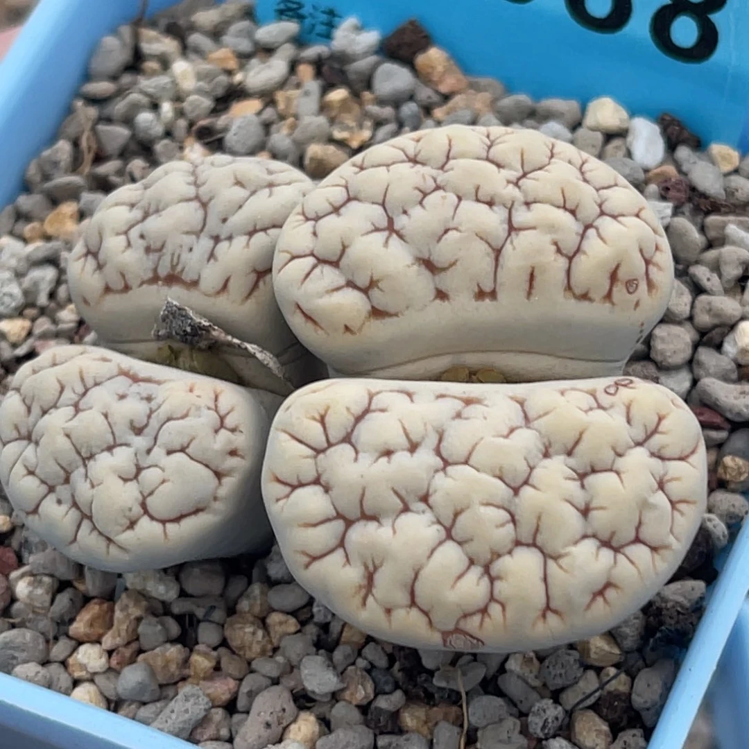 7088双头球体凹凸189一颗