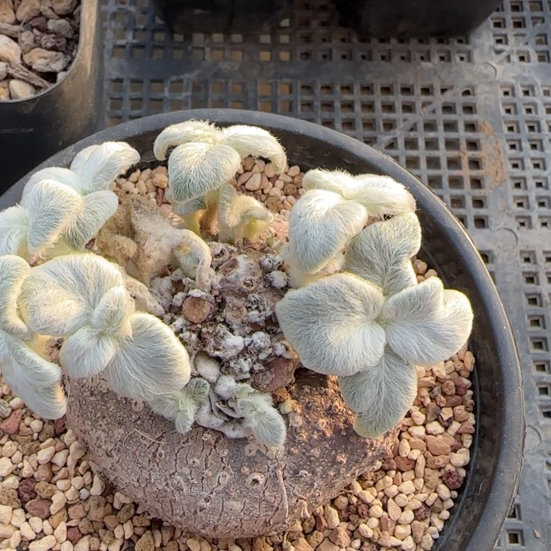 014实生断崖女王多肉