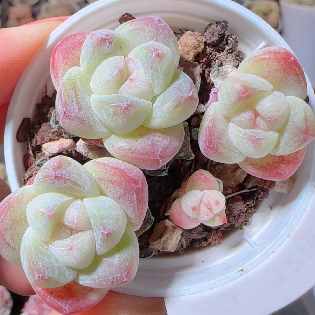 花语多肉1210-20冰玉