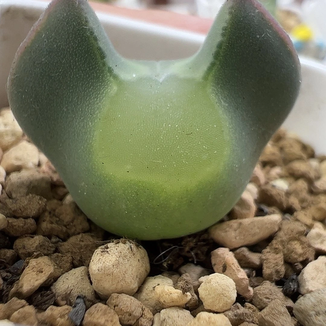 128号超级大眼睛四年半
