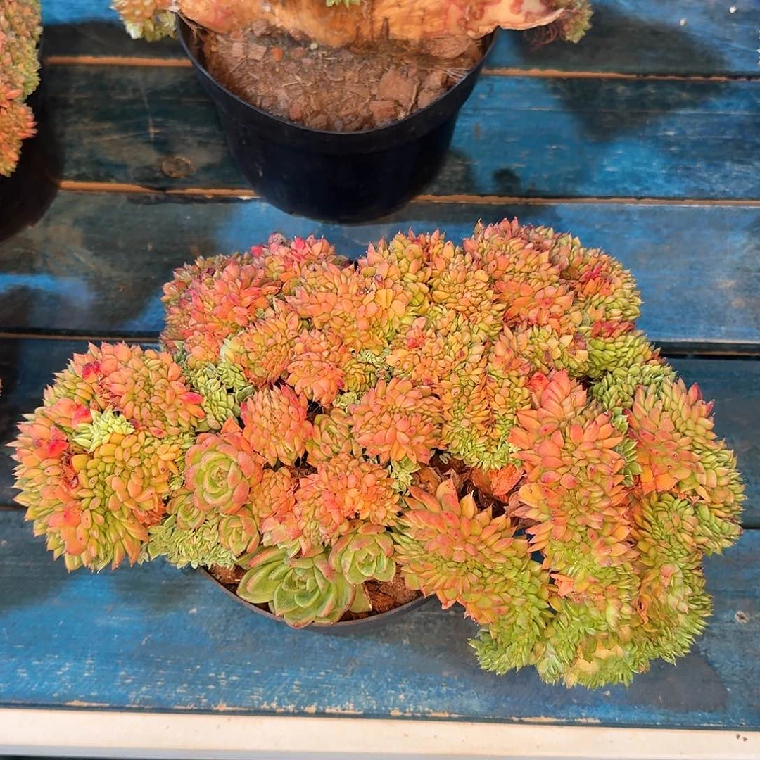 从前慢多肉编号彩票缀