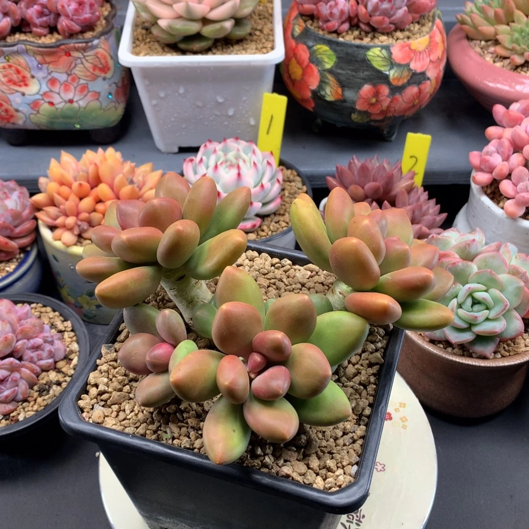 我们家的小宝贝们