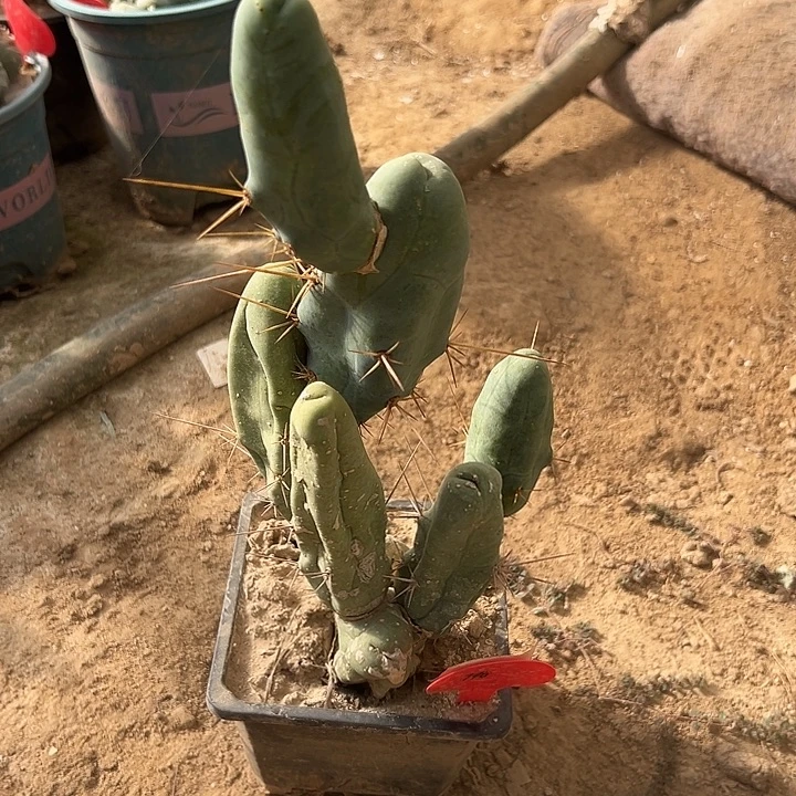 790号chenchen柱7侧芽