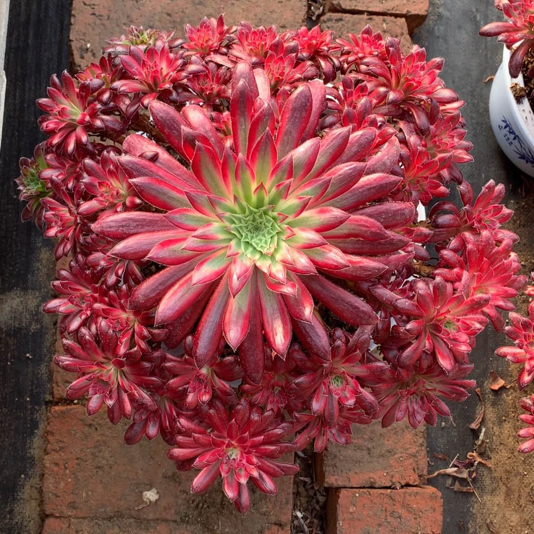 朱雀捧花，多肉植物