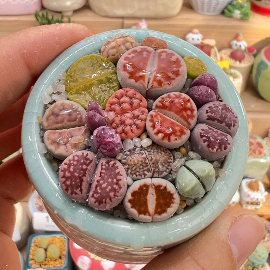 多肉植物17号彩色