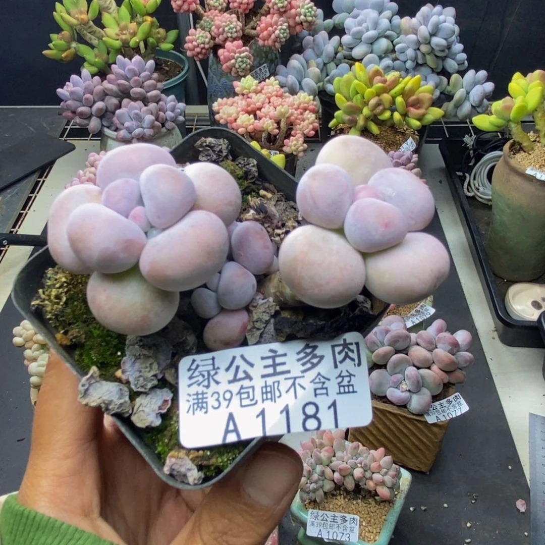 181芭比奶多肉7c m