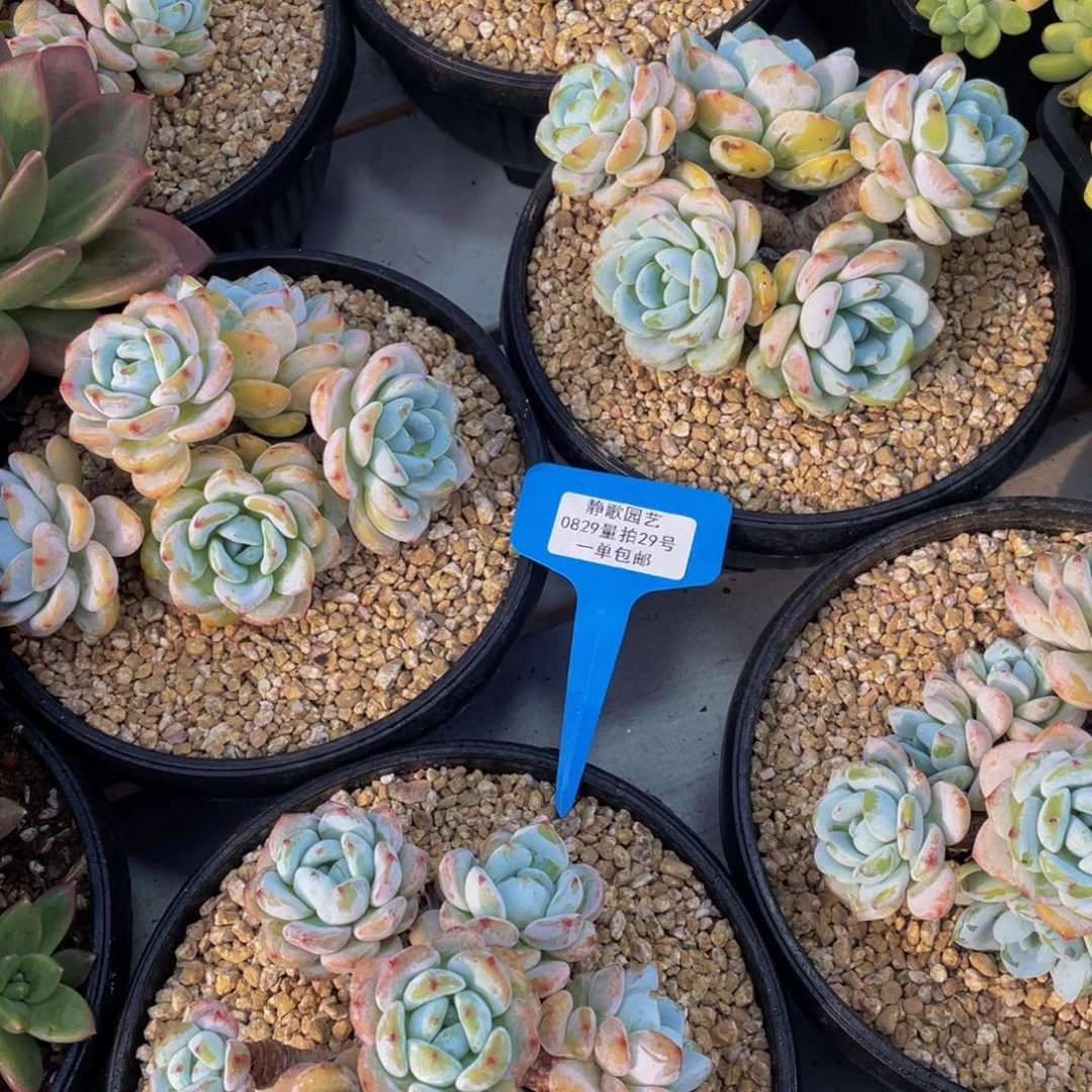 0829-29-冷香老桩群生一颗