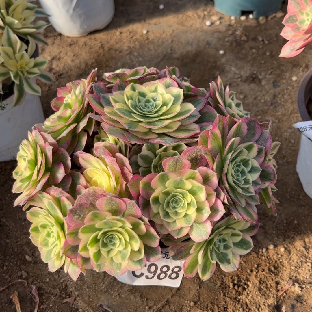 988多肉植物玉姿