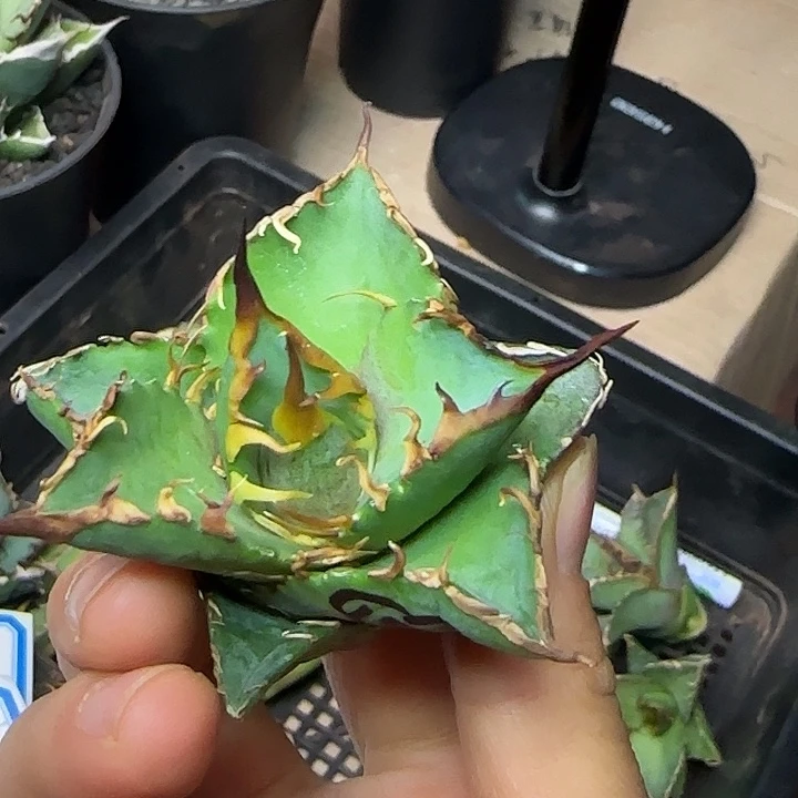 龙舌兰仁王冠二代顶芽