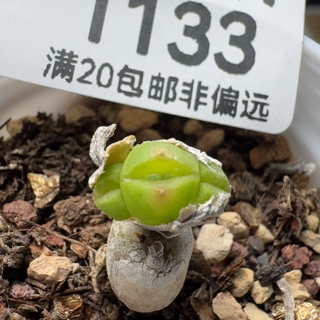 碧光环。           带盆土。