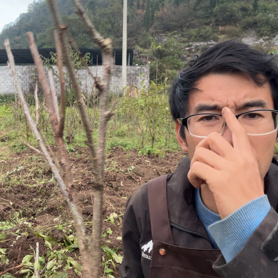 当前无花栽培后可以开花28不包活不退不换