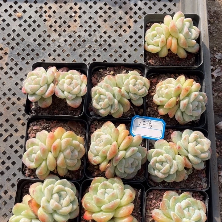 冰玉多肉七方盆一组10个12号