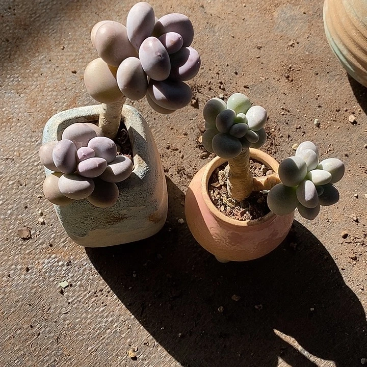 *****咯哦里好咯默默地等录取