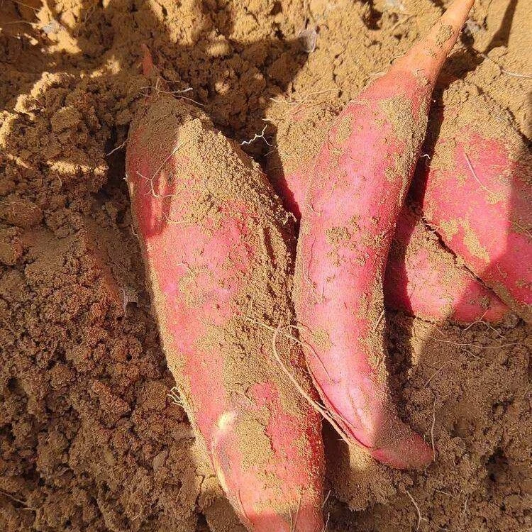 【坏果包赔】河南原产地纯沙地5斤装蜜薯蒸煮烤地瓜红薯老家味道