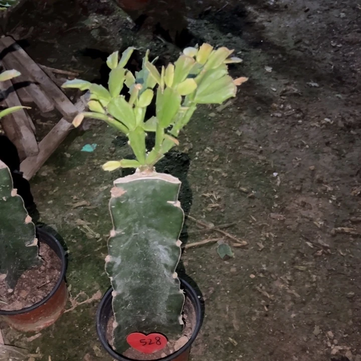 *****当前无花栽培后可以开花050  528