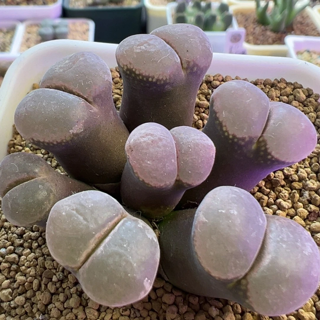 奶油紫色风铃 肉锥植物