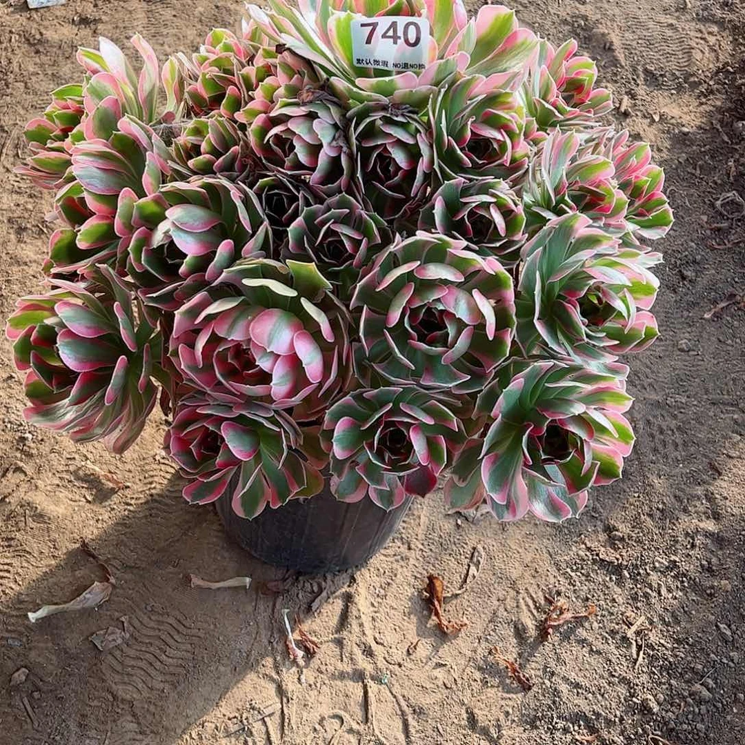 无花朵多肉植物740
