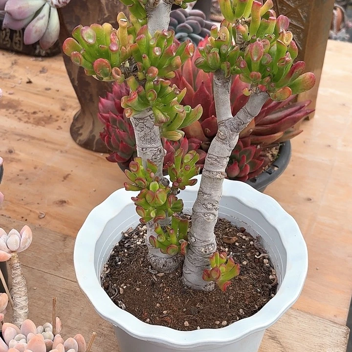 多肉植物，吸财树